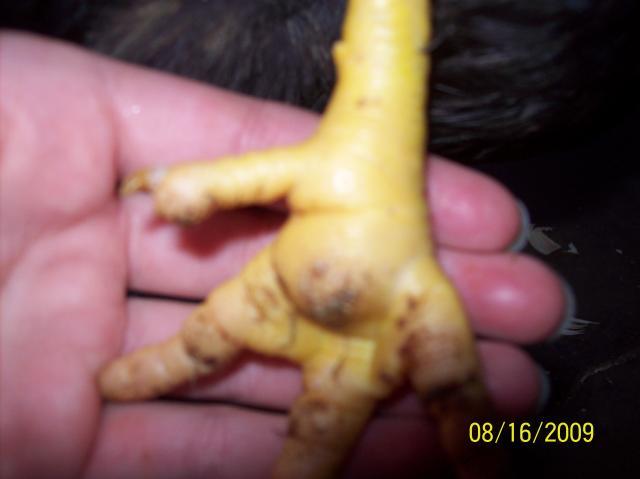 38142_100_0708.jpg