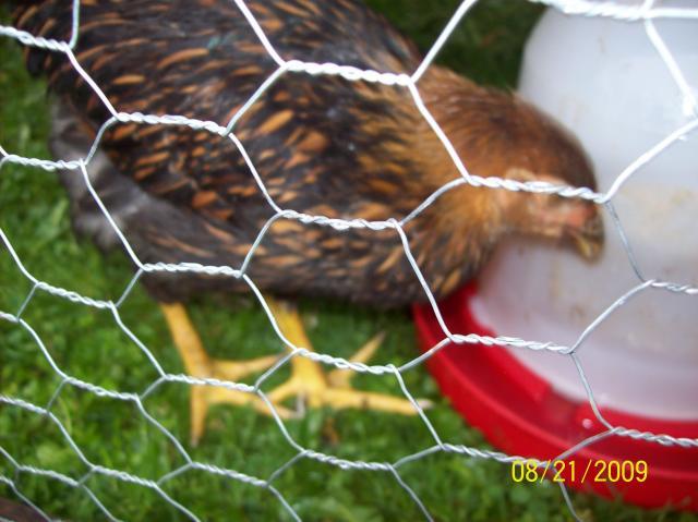 38142_100_0724.jpg