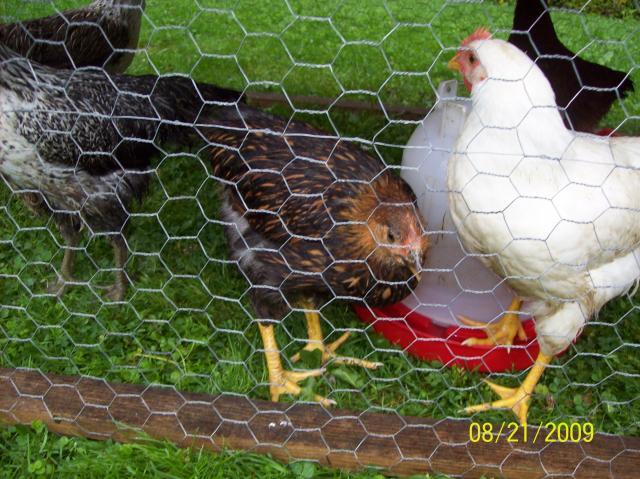 38142_100_0727.jpg