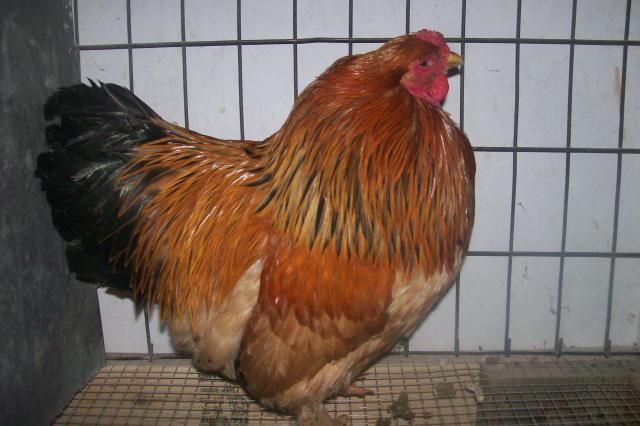 38147_chickens_and_zo_006.jpg