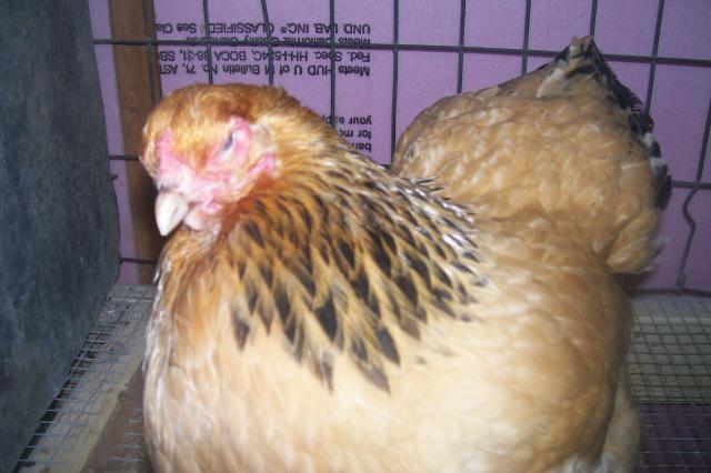 38147_chickens_and_zo_010.jpg
