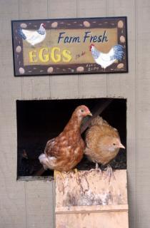 38174_chicken_in_coop_2_edited-1_small.jpg