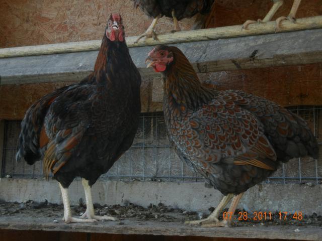 38176_blrw_003.jpg