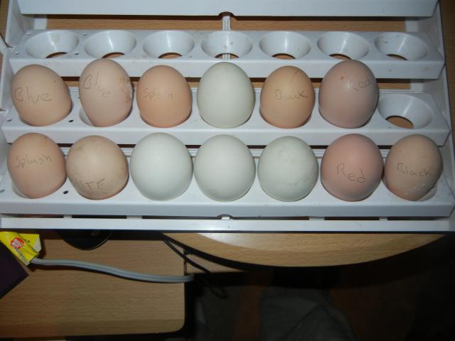 38176_blue_orps.jpg