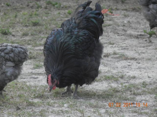 38176_blue_orps_028.jpg