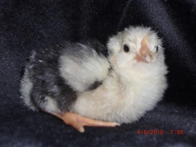 38176_chicks_024.jpg