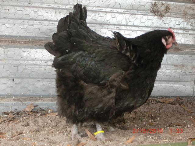 38176_chicks_034.jpg