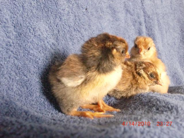 38176_chicks_058.jpg