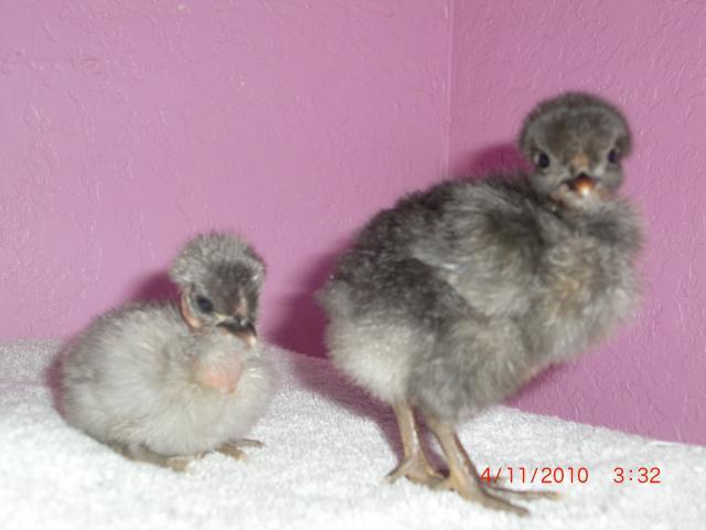 38176_chicks_068.jpg