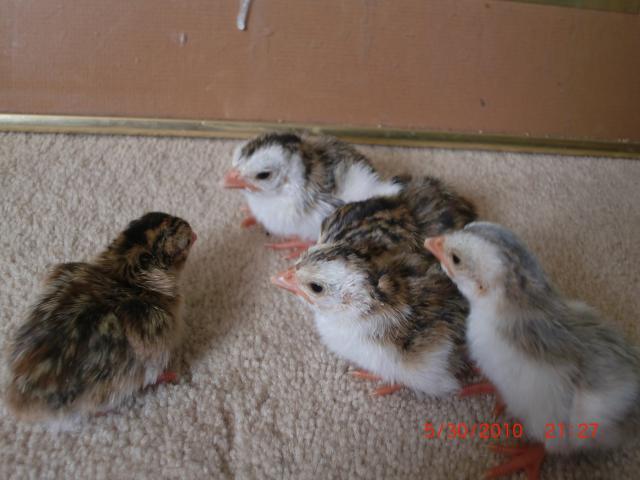 38176_chicks_090.jpg
