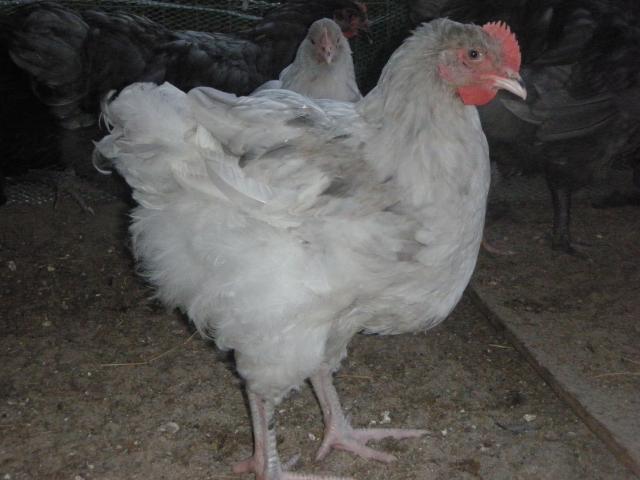 38176_cowgirl_007.jpg
