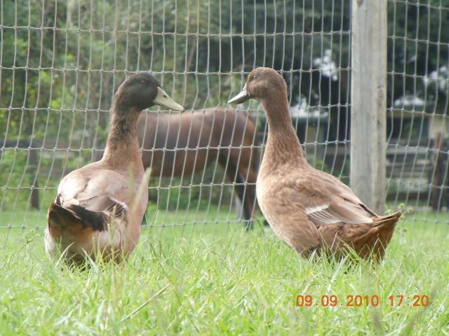 38176_ducks_campbells_005.jpg