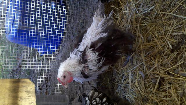 38176_molting_black_orp.jpg