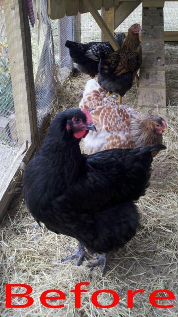 38176_molting_black_orp_2.jpg