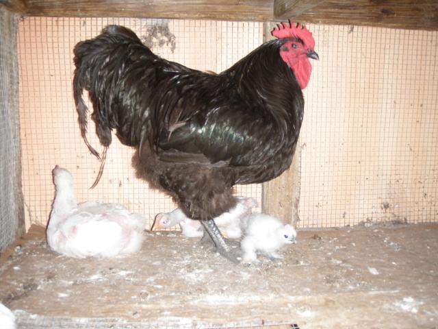 38176_roosters_016.jpg