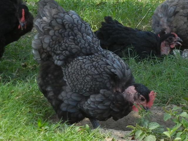 38176_white_orps_018.jpg