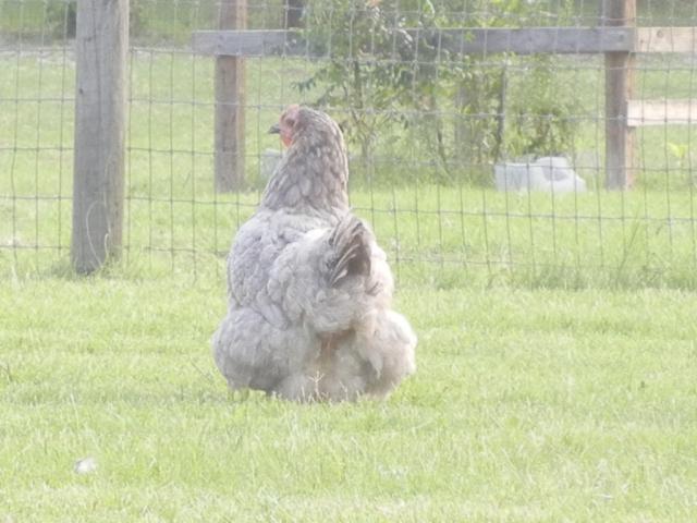 38176_white_orps_025.jpg