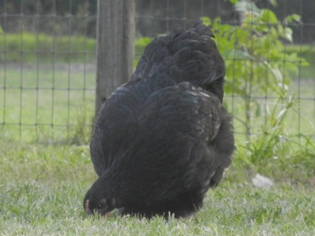 38176_white_orps_029.jpg