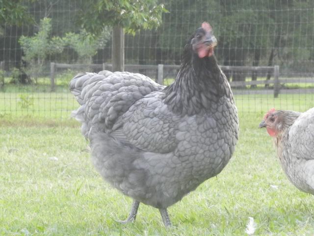 38176_white_orps_030.jpg
