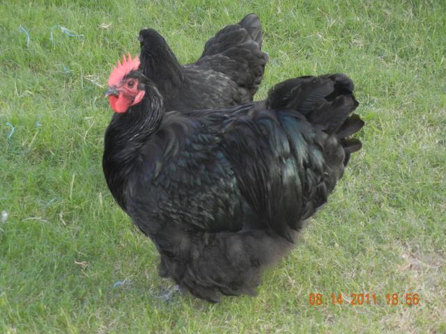 38176_white_orps_034.jpg