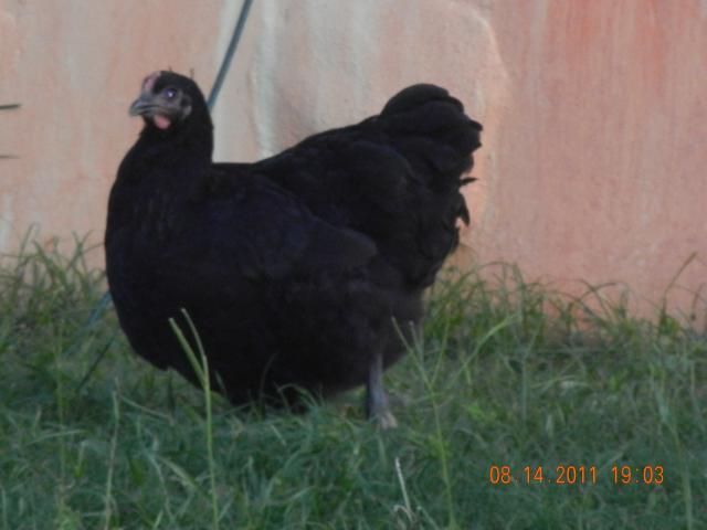 38176_white_orps_035.jpg