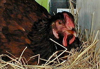 38187_big_red_stink_eye.jpg