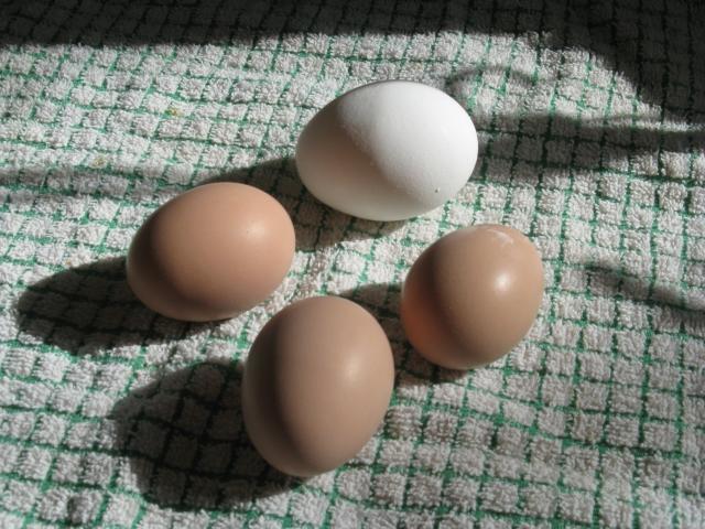 38196_first_eggs_from_penny_002.jpg
