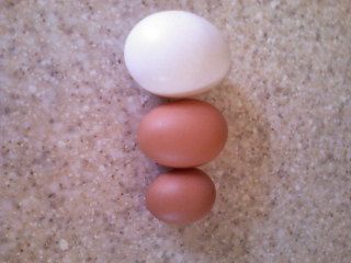 38201_first_and_second_egg.jpg