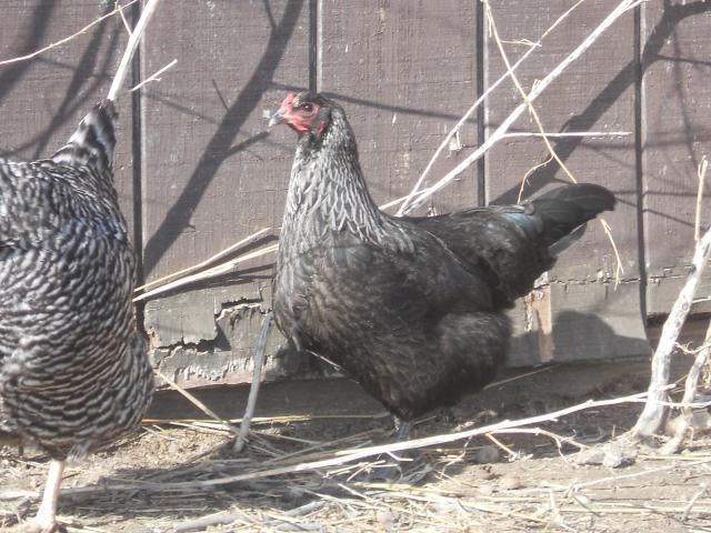 38212_chickens2_009.jpg