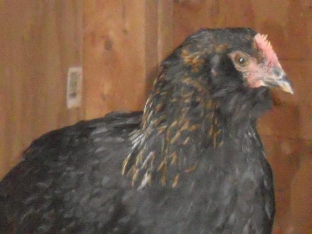38212_chickens2_019.jpg