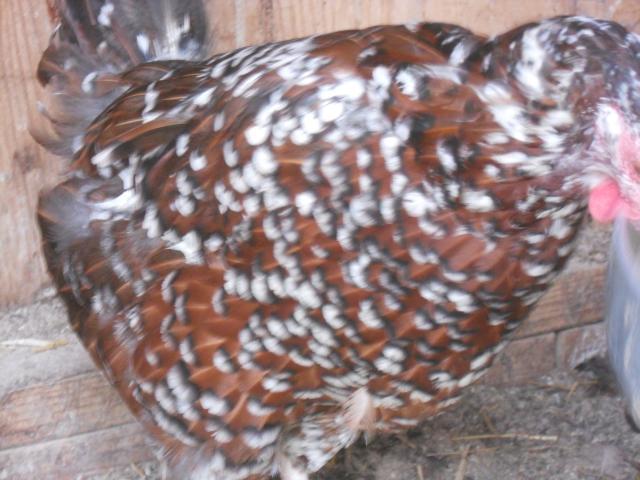 38212_marans_019.jpg