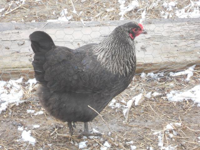 38212_olive_eggers_047.jpg