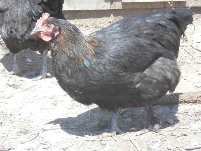 38212_sale_chickens_034.jpg