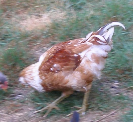 38223_blurry_pretty_ee_roo.jpg
