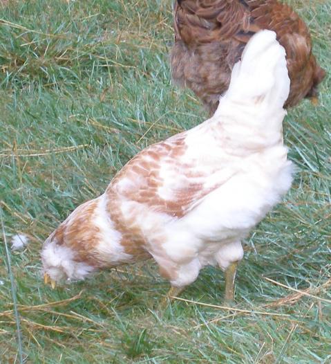 38223_i_think_this_is_a_hen.jpg