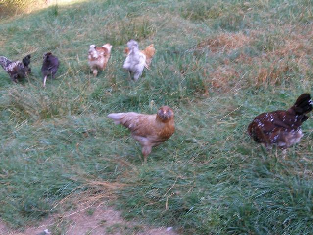 38223_is_center_ee_hen.jpg
