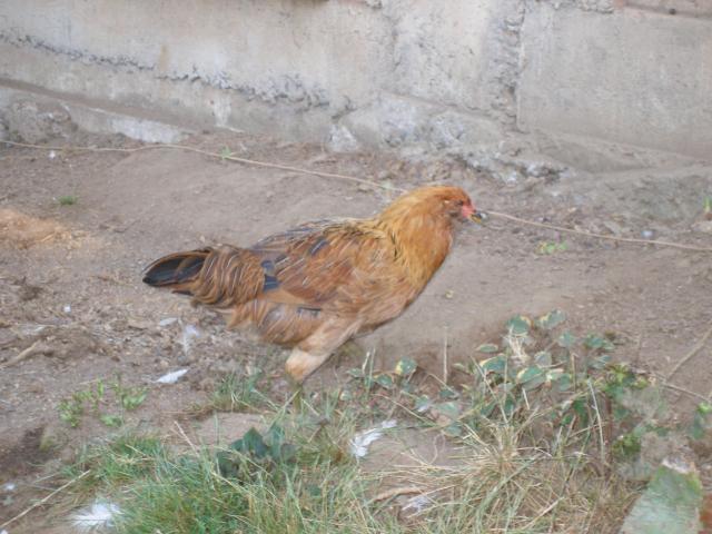 38223_partridge_roo_again.jpg