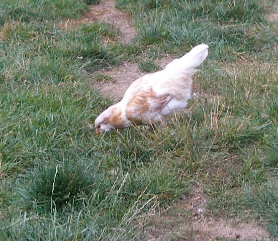 38223_white_ee_hen.jpg