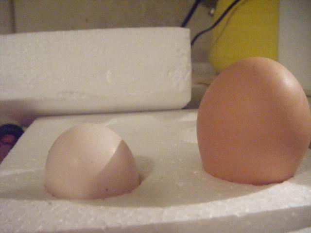 38251_dscf8127.jpg