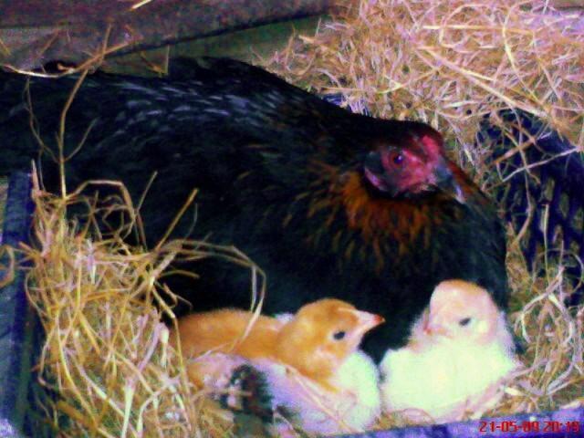 38252_38252_chicks.jpg