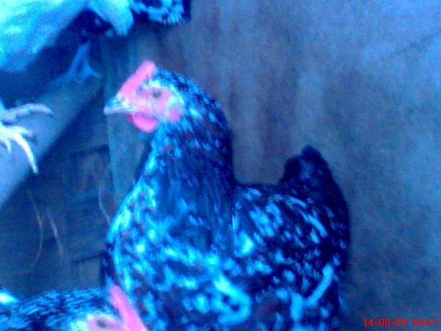 38252_dsc01293.jpg