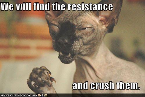 38261_cat.jpg