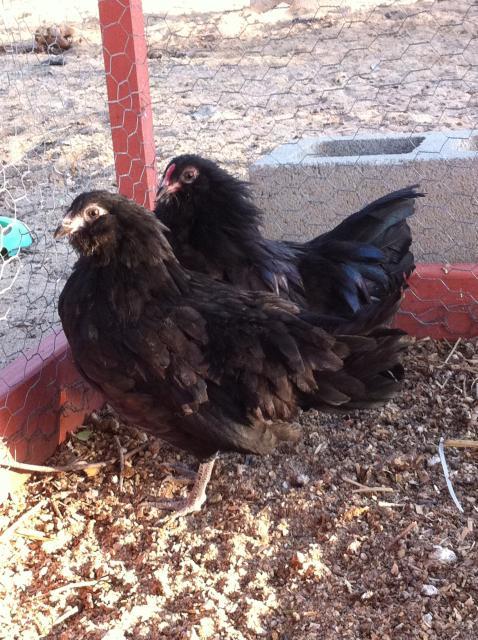 38307_bantam_black.jpg
