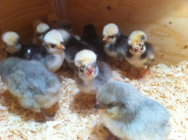 38307_chicks.jpg