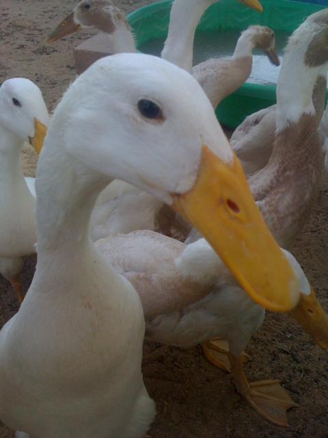 38307_duckupclose.jpg