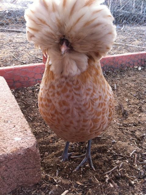 6 Bantam Polish Eggs Buff Laced And Wc Black Cuckoo