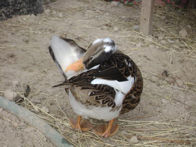 38335_015.jpg