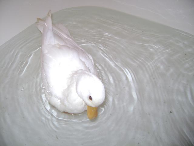 38335_dixie.jpg