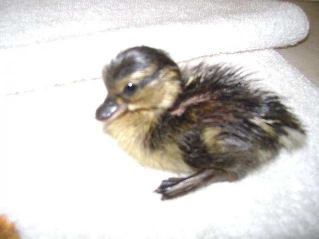 38335_duckle.jpg