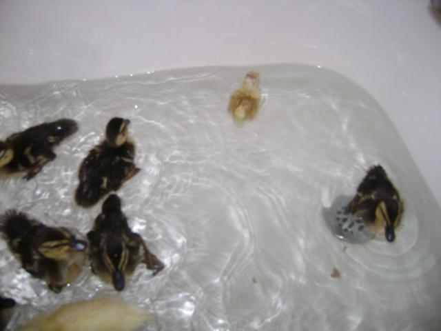 38335_ducklings.jpg
